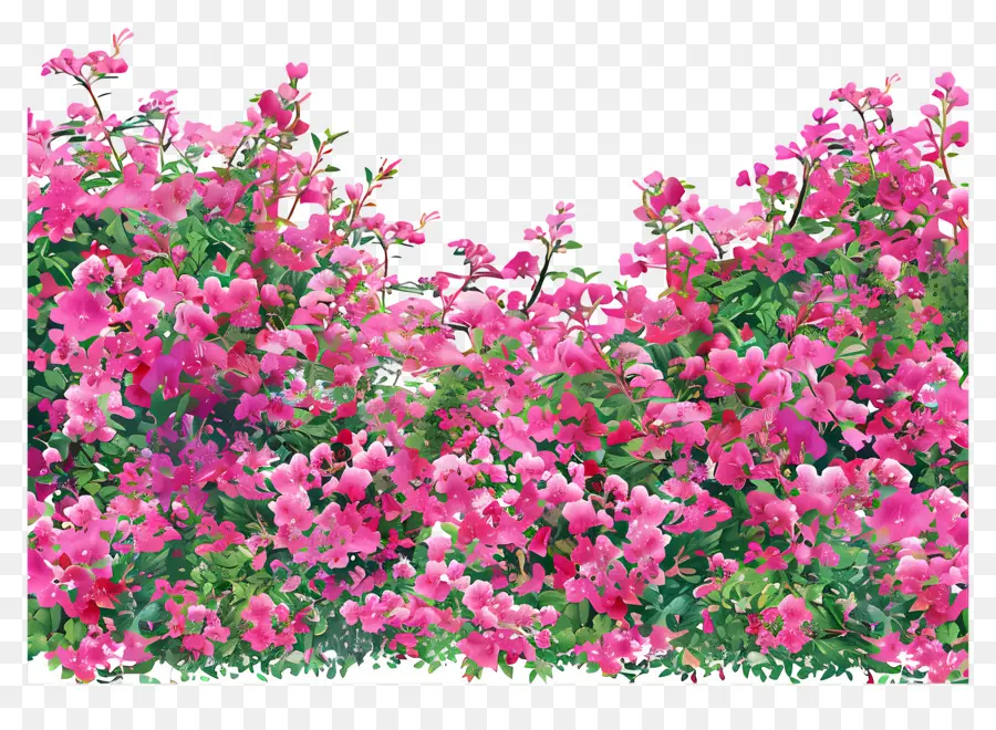 Azalea Alanı Arka Planı，Pembe çiçekler PNG