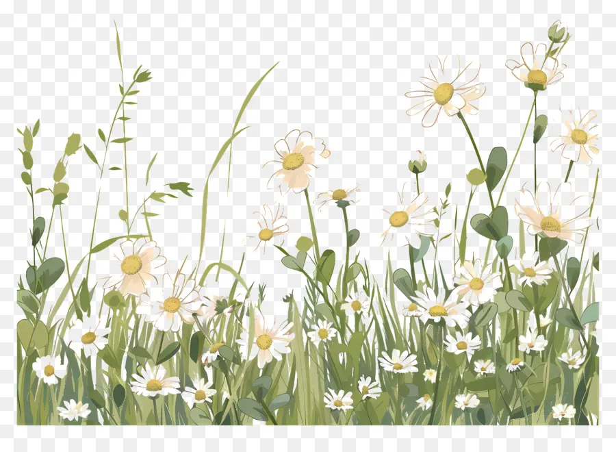 Daisy Field Arka Planı，Kır çiçekleri PNG