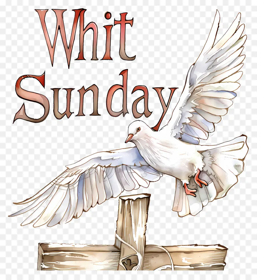 Whit Pazar，Beyaz Güvercin PNG
