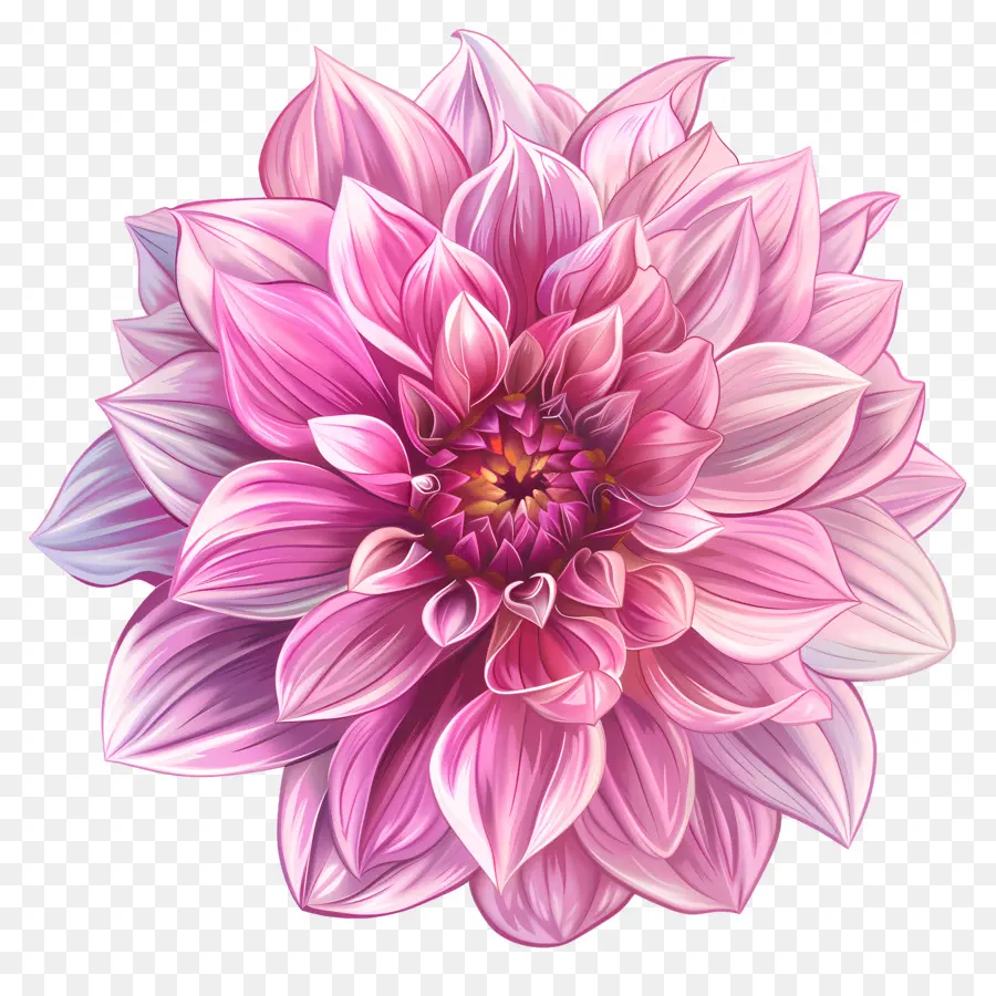 Pembe Dahlia Çiçeği，Pembe çiçek PNG