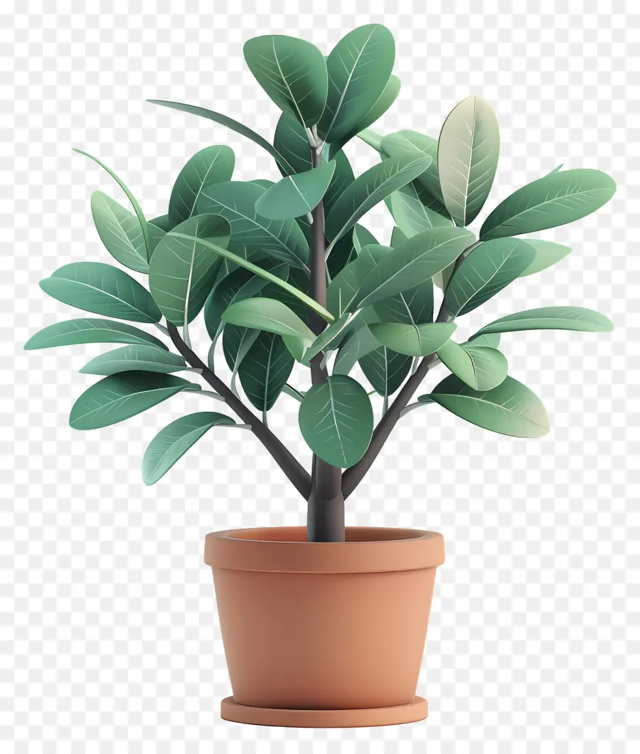 Kauçuk Ağacı，Bonsai Bitkisi PNG