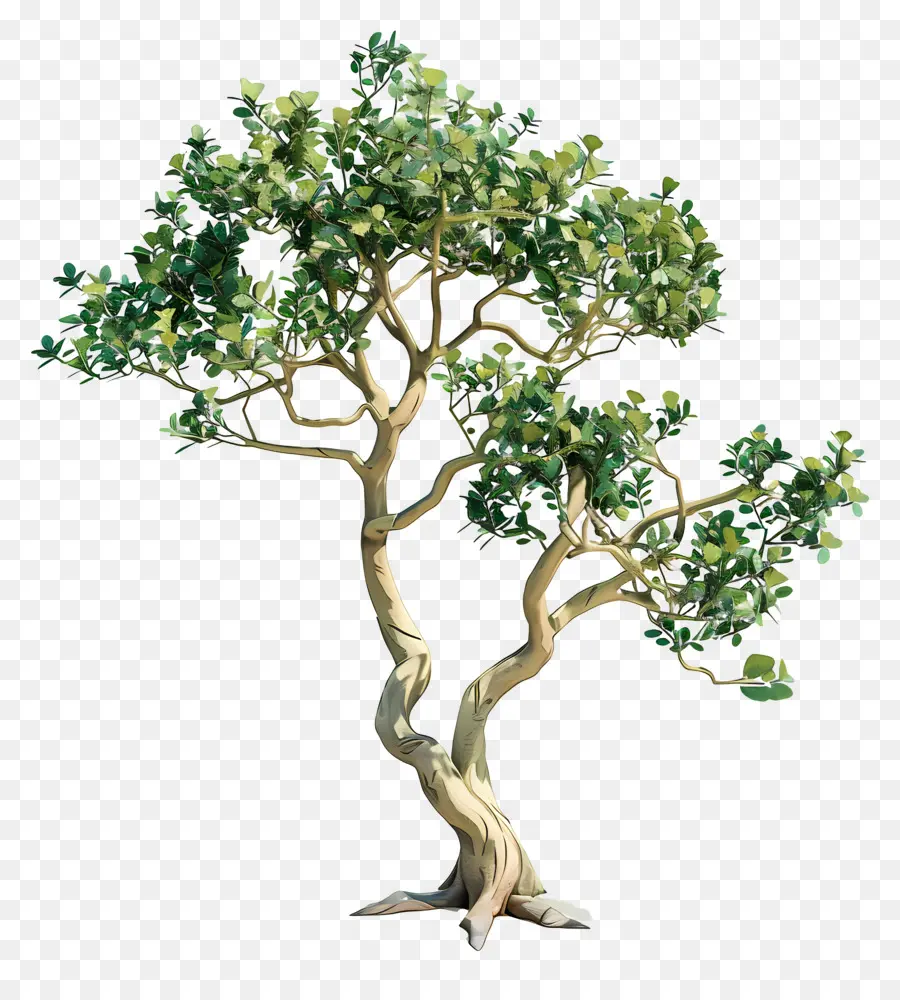 Sandal Ağacı，Bonzai Ağacı PNG