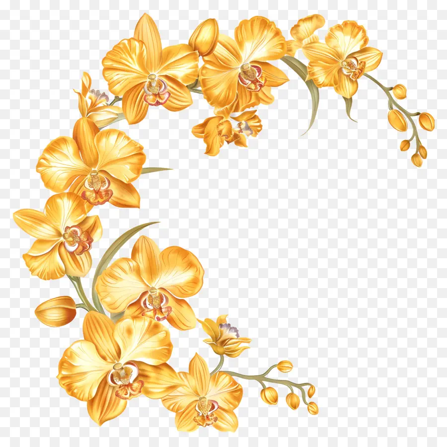 Sarı Orkide，Orkide PNG