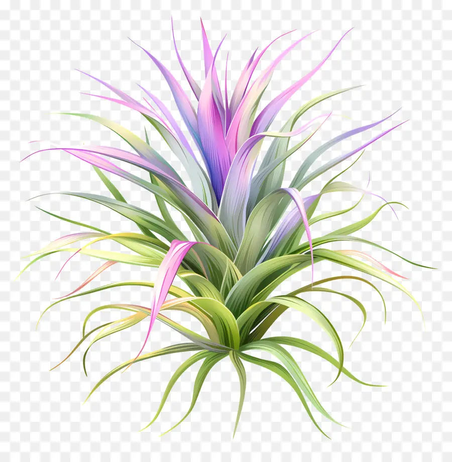 Tillandsia Hava Tesisi，Renkli Hava Santrali PNG