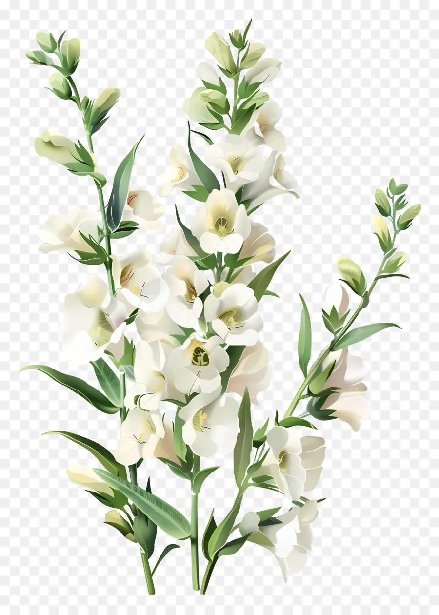 Beyaz Snapdragons Çiçekleri，Beyaz çiçek PNG