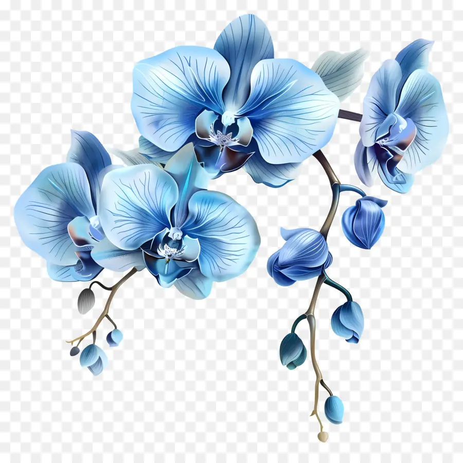 Mavi Orkide，Beyaz çiçekler PNG