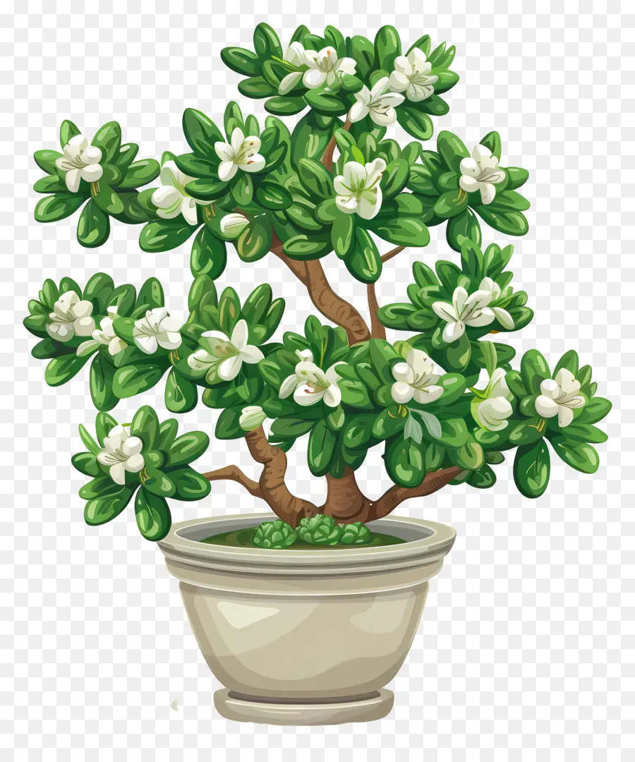 Saksı Yeşim çiçeği，Bonsai Ağacı PNG