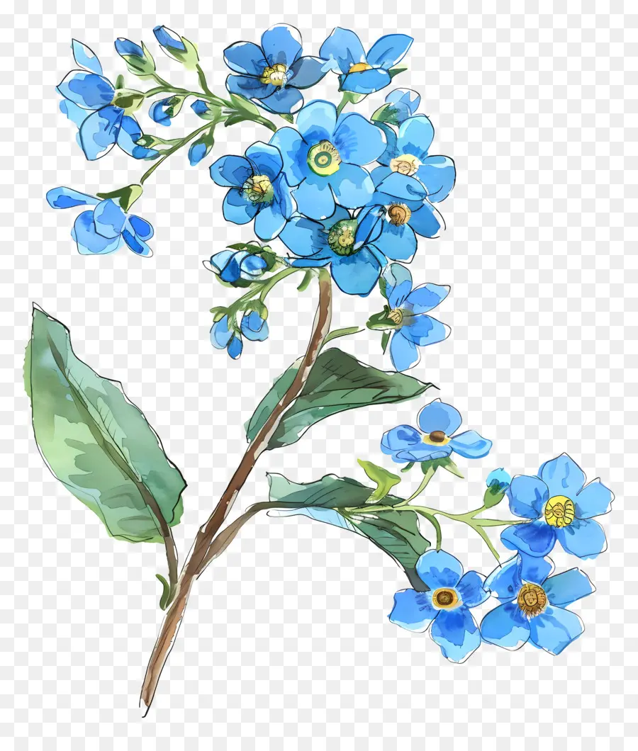 çiçek Değil Beni Unutmak，Mavi çiçek PNG