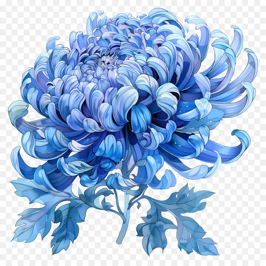 Mavi Krizantem，çiçek PNG