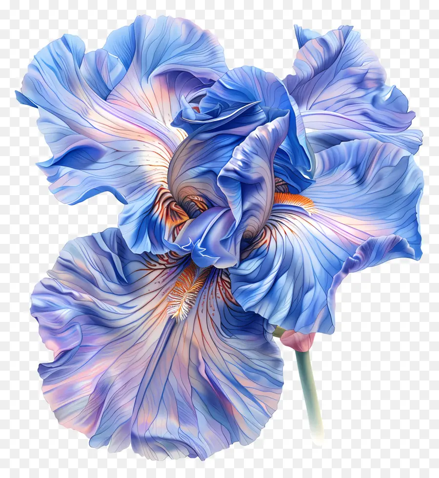 ıris çiçek，Mavi Iris PNG