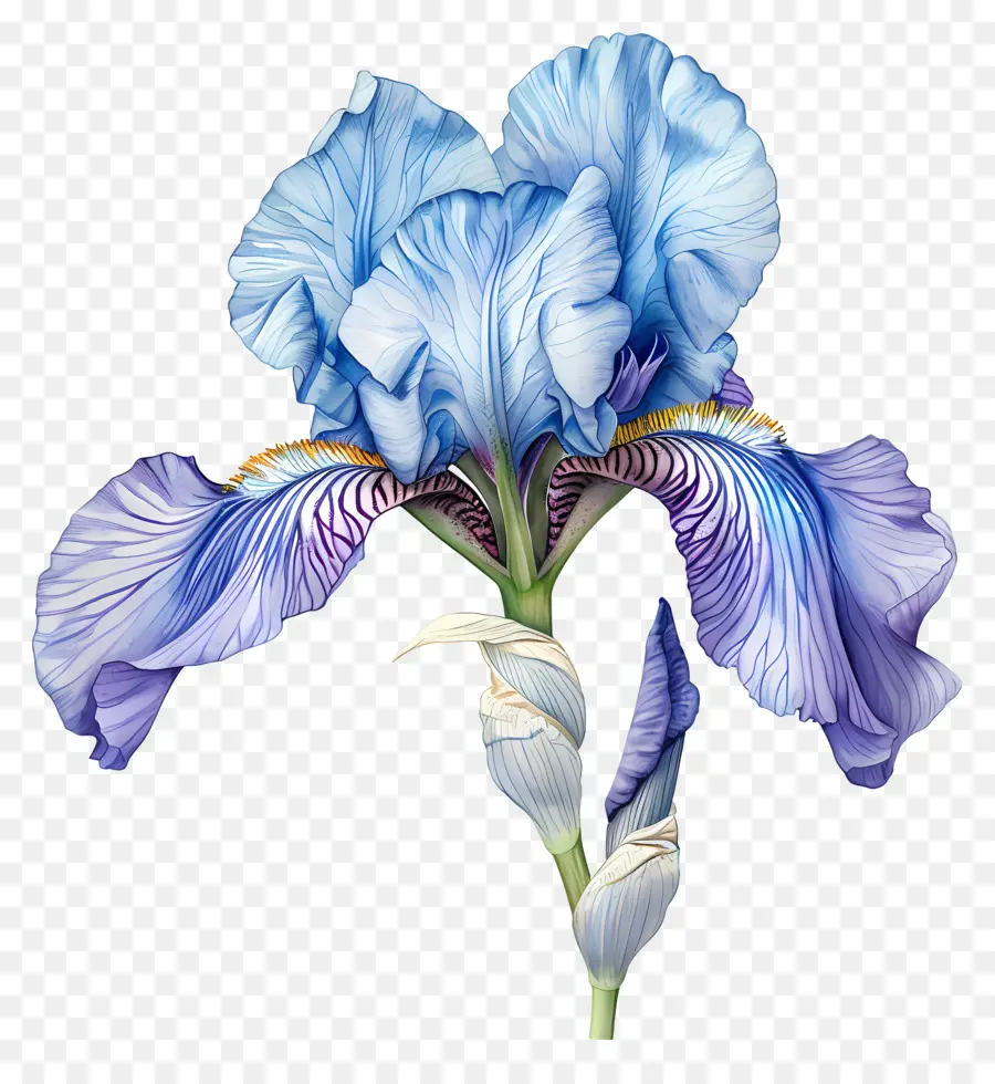 ıris çiçek，Suluboya Resim PNG