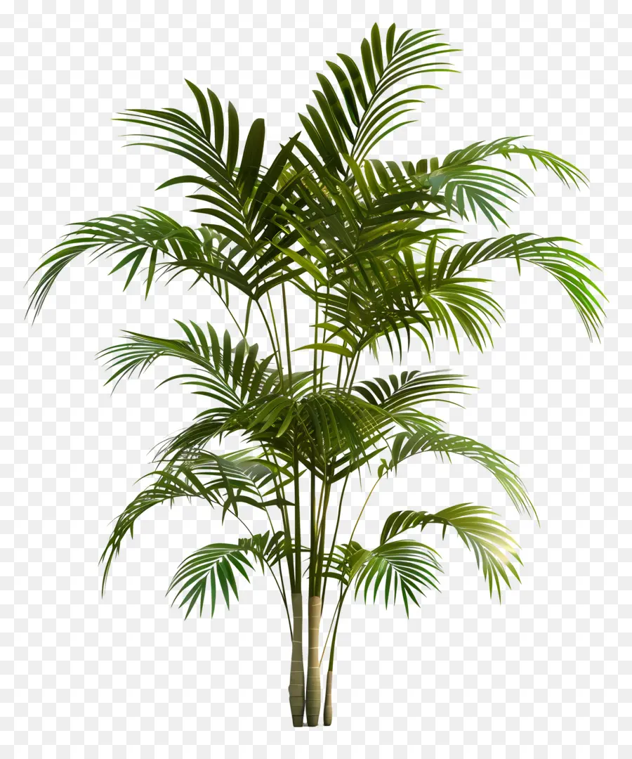 Areca Palmiye Ağacı，Palmiye Ağacı PNG