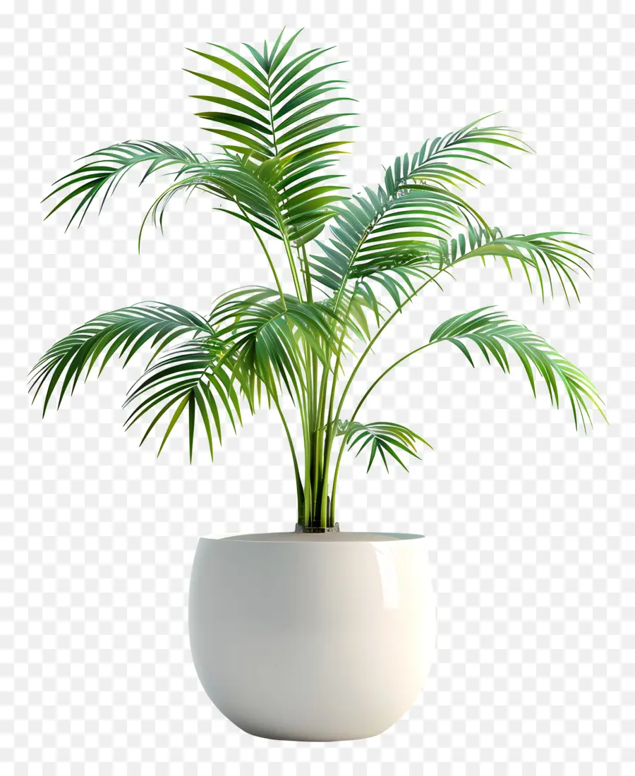 Areca Palmiye Ağacı，Saksı Bitkisi PNG