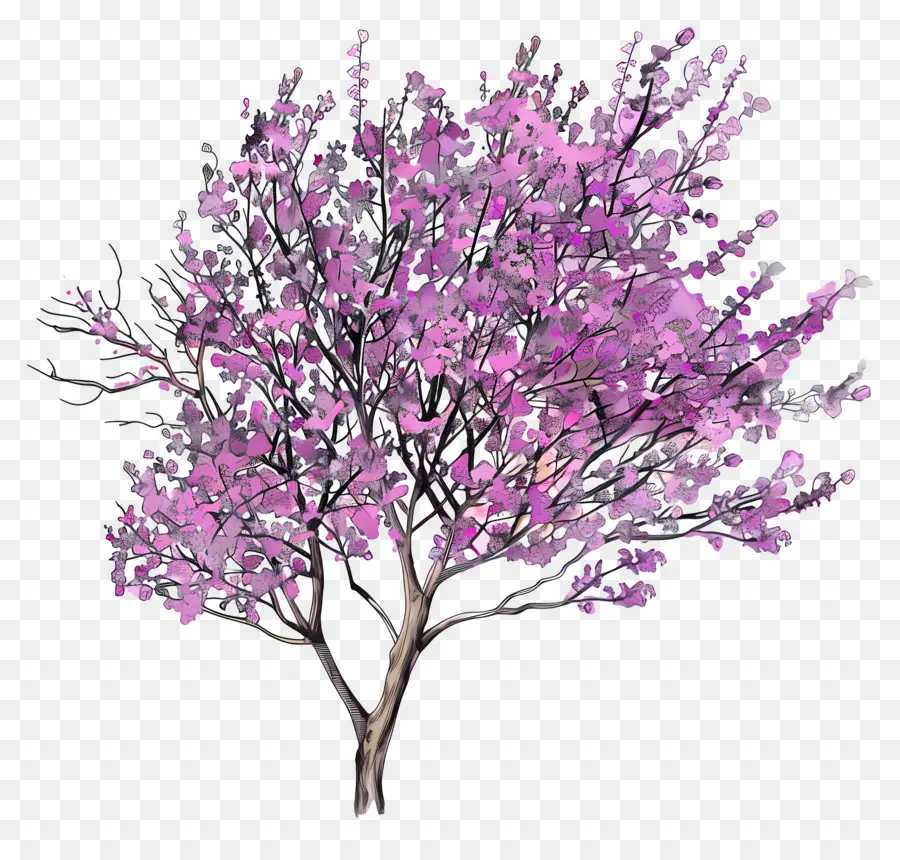 Erguvan，Pembe Çiçekli Ağaç PNG