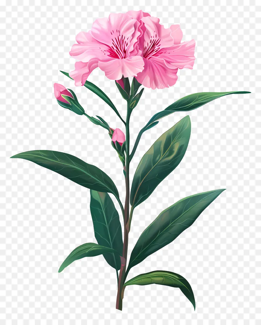 Dianthus çiçeği，Pembe çiçek PNG