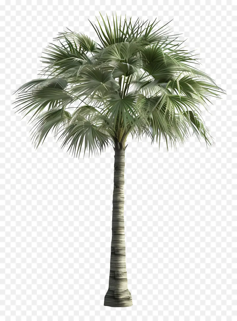 Ağaç Avuç Içi，Palmiye Ağacı PNG