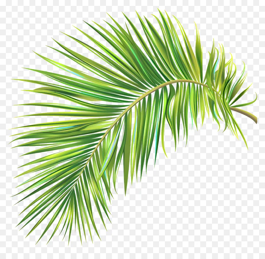 Hindistan Cevizi Yaprağı，Palmiye Yaprağı PNG