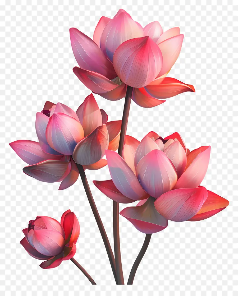 Lotus çiçekleri，Pembe Çiçekler PNG