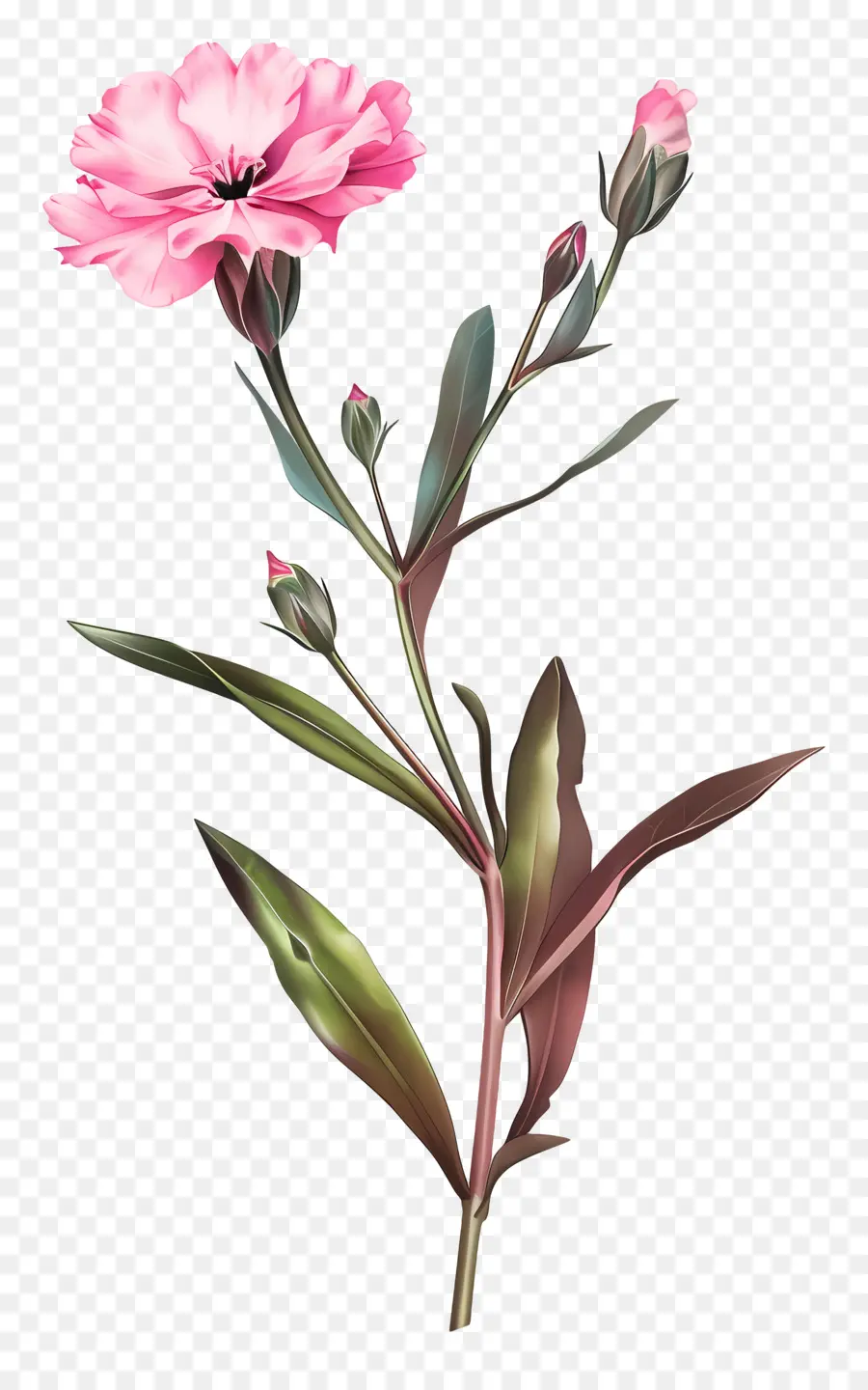 Dianthus çiçeği，Pembe Karanfil PNG