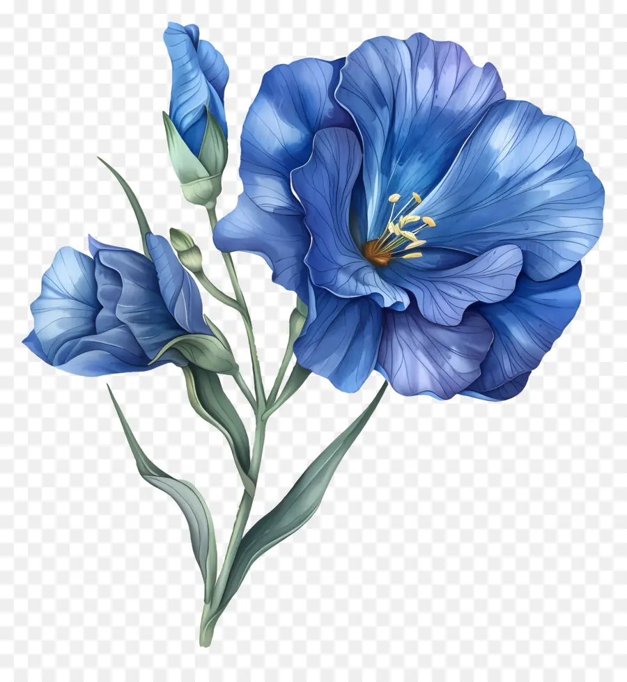 Mavi Lisianthus çiçeği，Mavi çiçek PNG