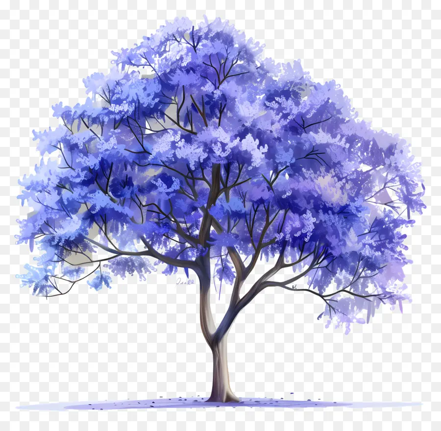 Mavi Jacaranda Ağacı，Ağaç PNG