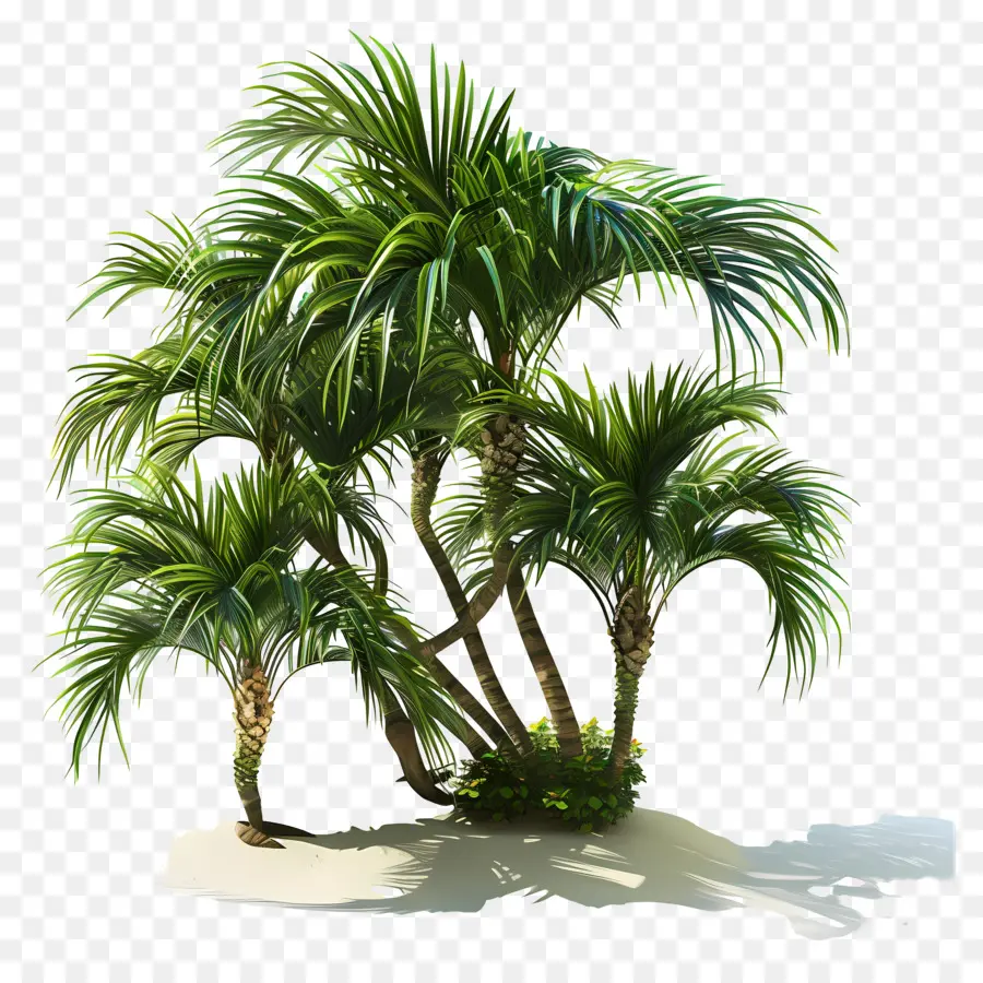 Ağaç Avuç Içi，Tropik Ada PNG