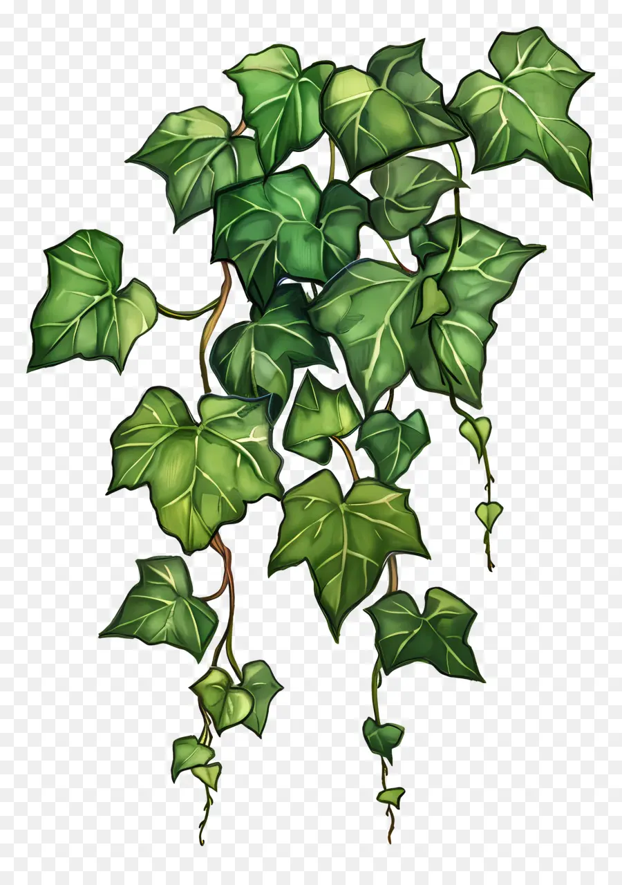 İngilizce ıvy，Yeşil Bitki PNG