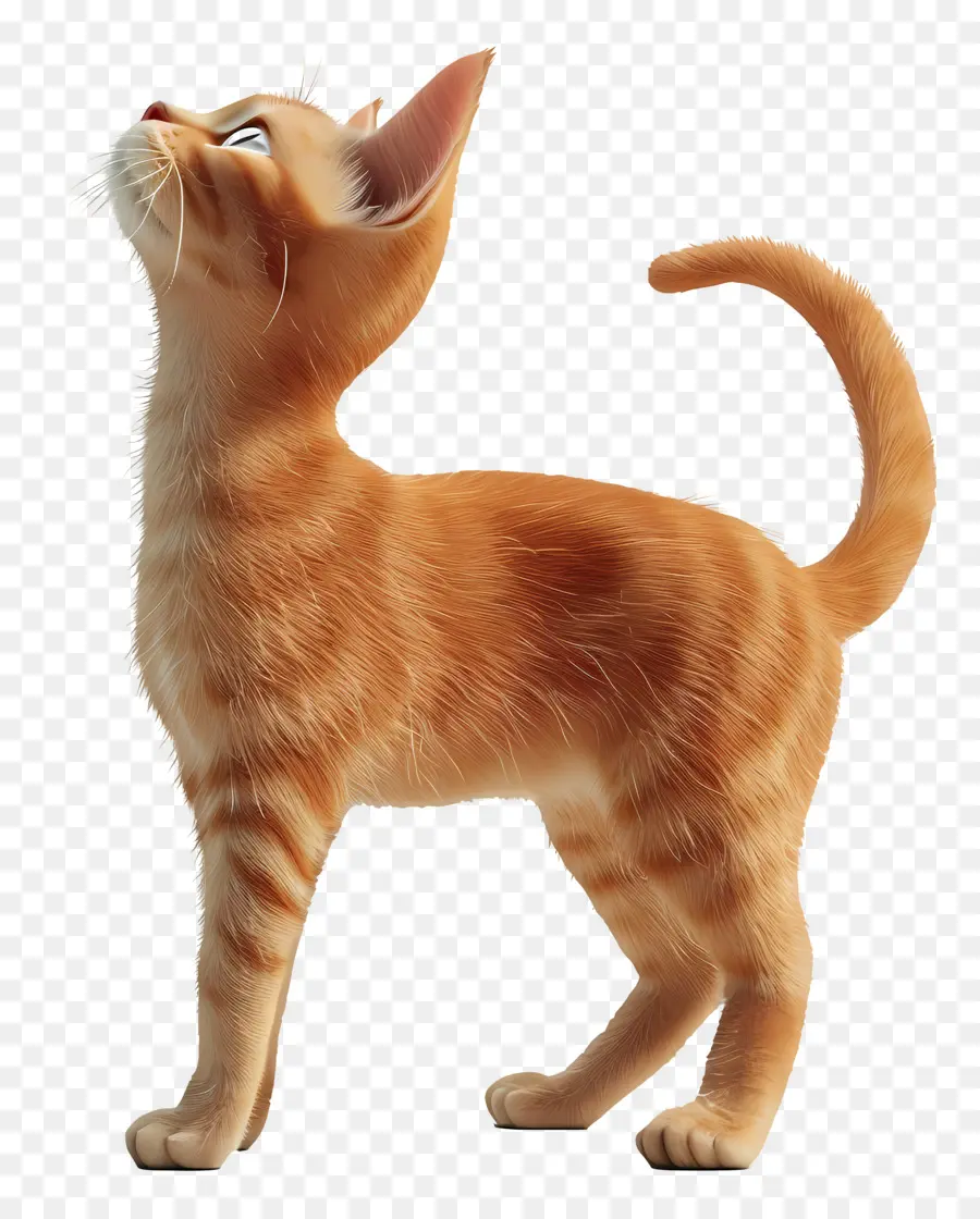 Tam Vücut Kedi Tarafı Görünümü，Kedi PNG