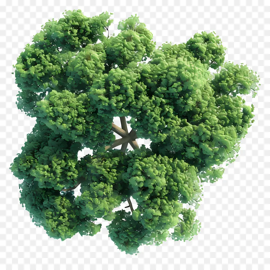 Ağacı Üstten Görünüm，Ağaç PNG