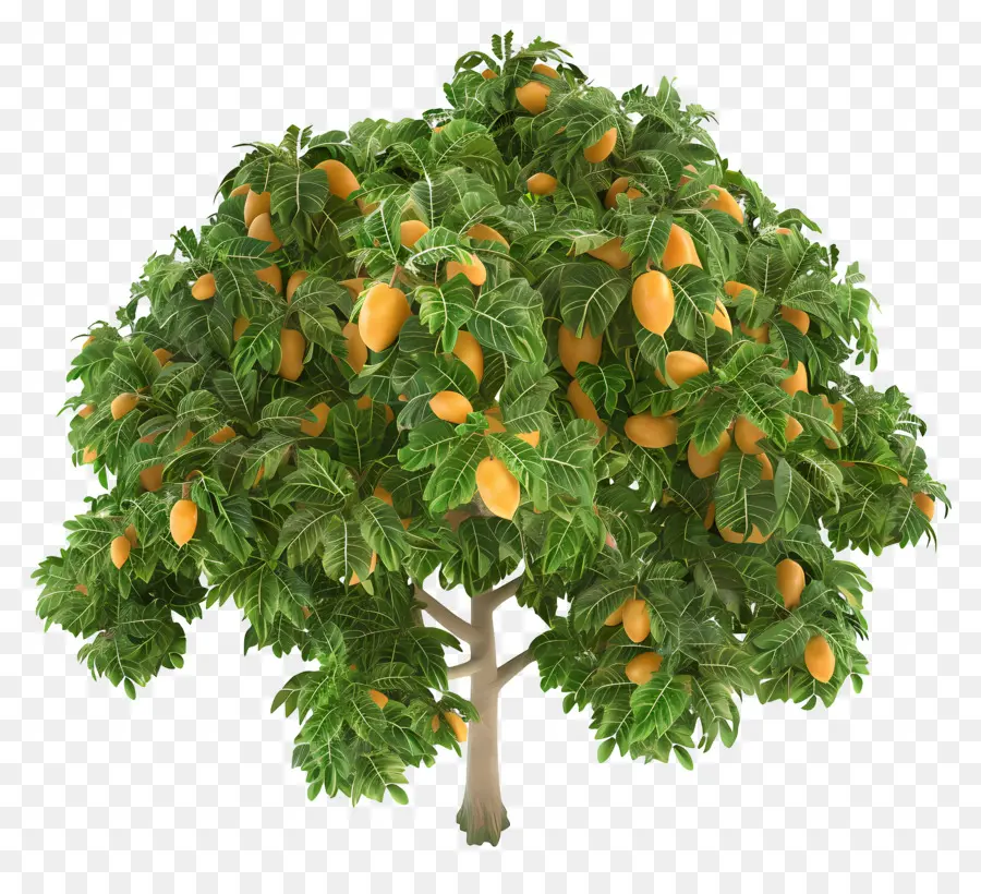 Mango Ağacı，Portakal Ağacı PNG