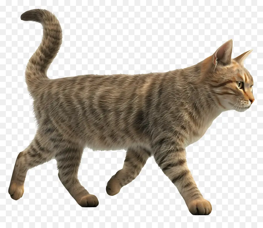 Yürüyen Kedi Tarafı Görünümü，Kedi PNG