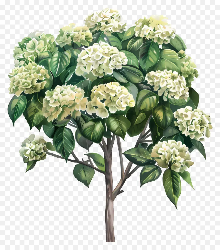 Tropik Ortanca Ağacı，Beyaz çiçekler PNG