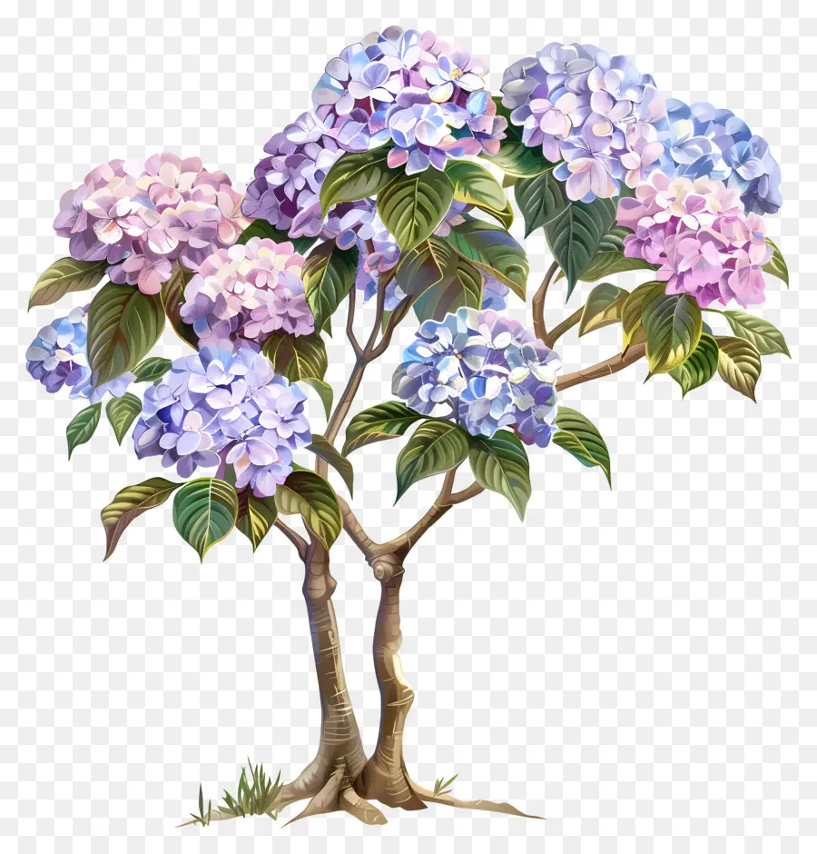 Tropik Ortanca Ağacı，çiçekli Ağaç PNG