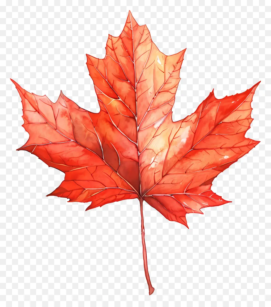 Akçaağaç Yaprağı，Kanada Akçaağaç Yaprağı PNG