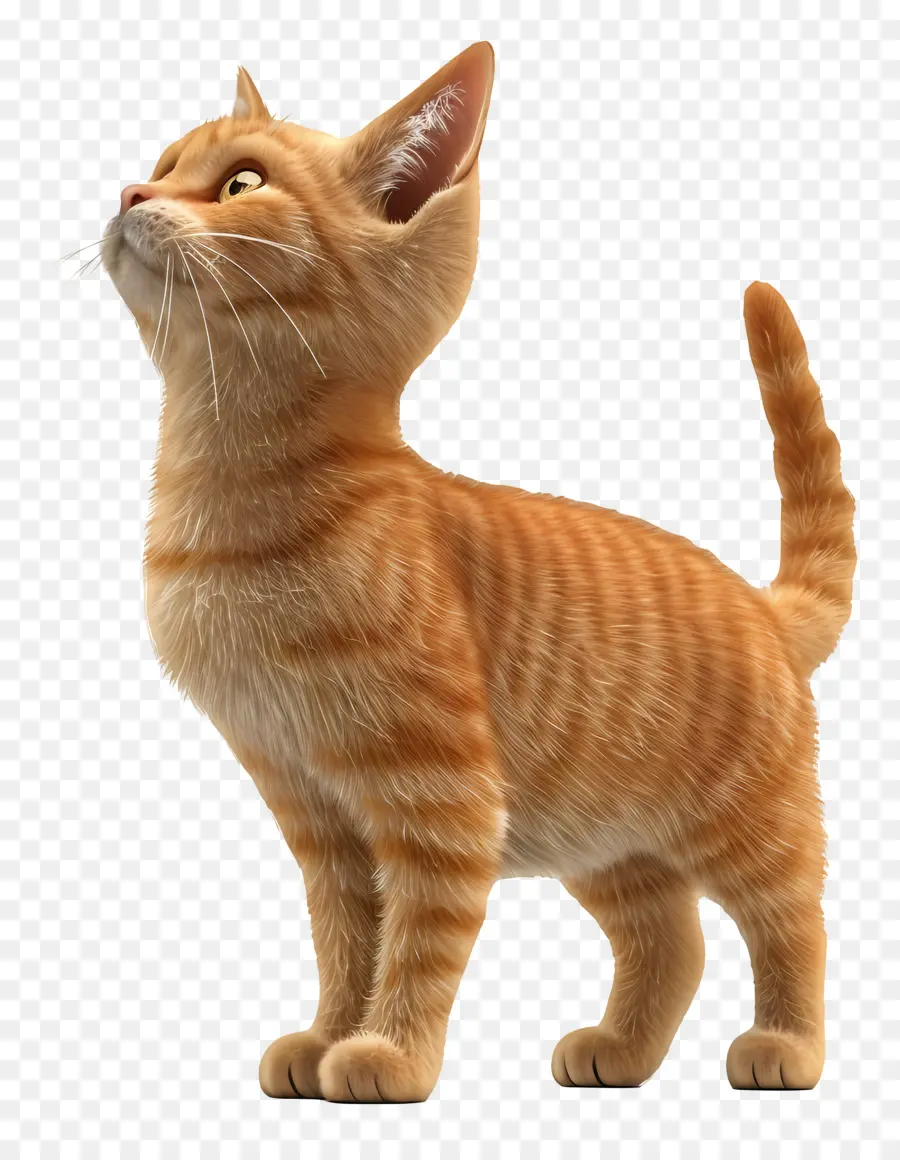 Tam Vücut Kedi Tarafı Görünümü，Turuncu Kedi PNG