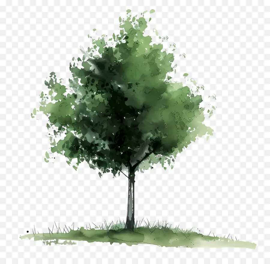Yeşil Ağaç，Ağaç PNG