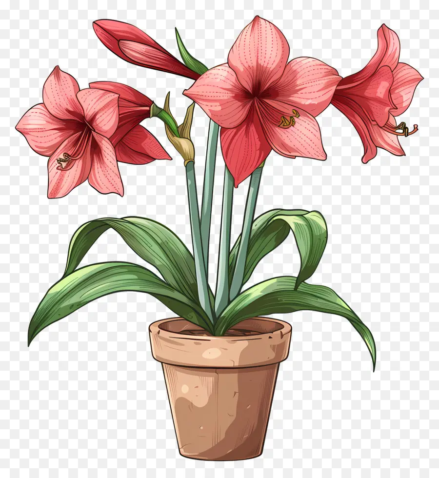 Saksı Amaryllis çiçeği，Amal Bitkisi PNG