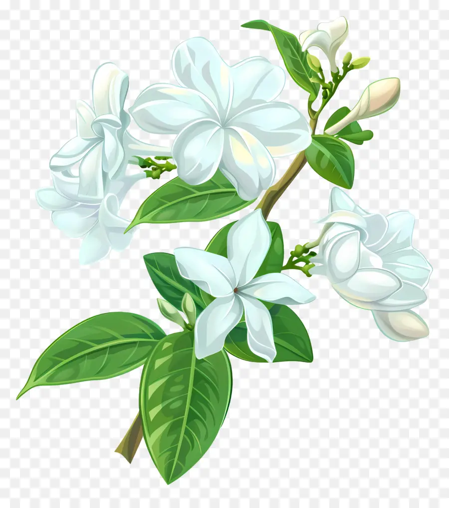 Yasemin çiçeği，Beyaz Yasemin PNG