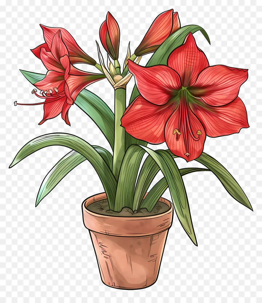 Saksı Amaryllis çiçeği，Amel PNG