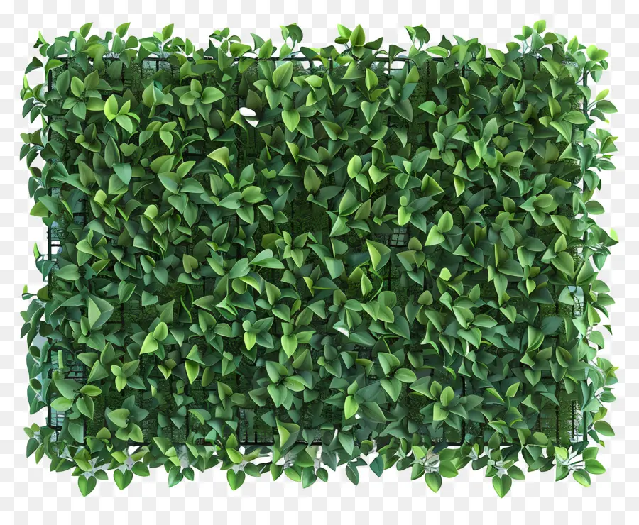 Yeşil Bahçe Duvarı，Yeşil Duvar PNG