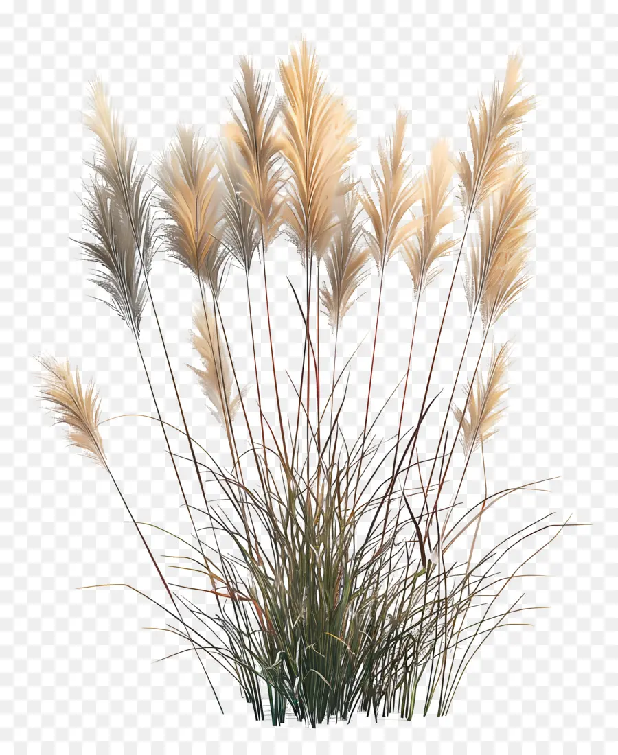 Miscanthus Sinensis，Pampa Otu PNG