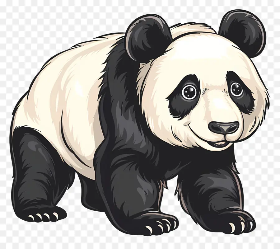 Panda，Ayı PNG