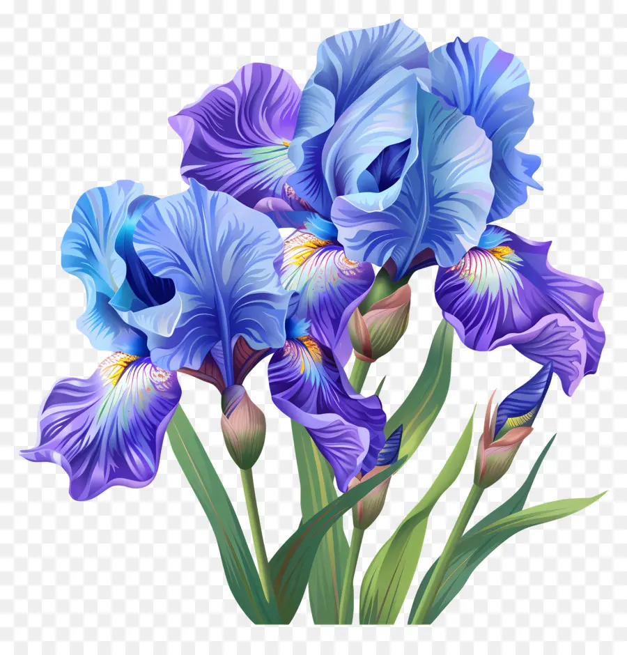 ıris，Mavi Iris çiçekleri PNG