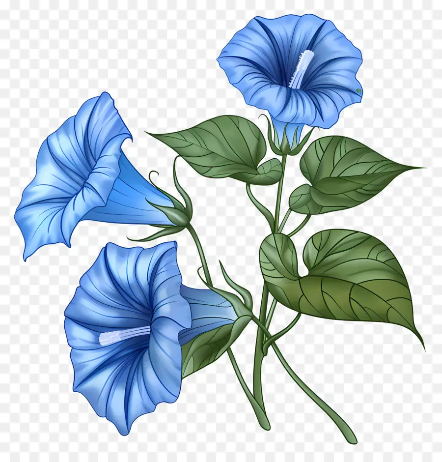 Morning Glory Çiçek，Mavi Sabah Zafer çiçekleri PNG
