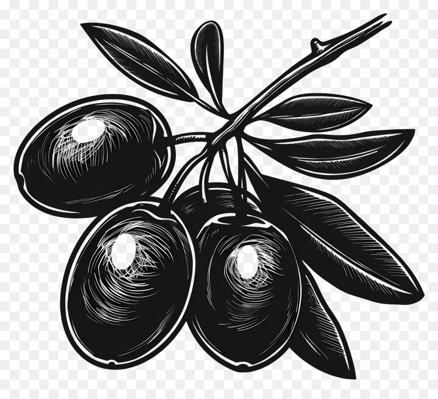 Siyah Zeytin，Zeytin Dalı PNG