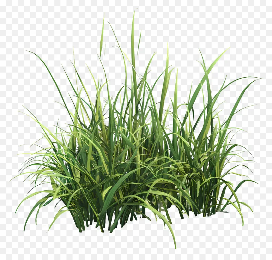 Uzun Boylu Ot，Yeşil çimen PNG