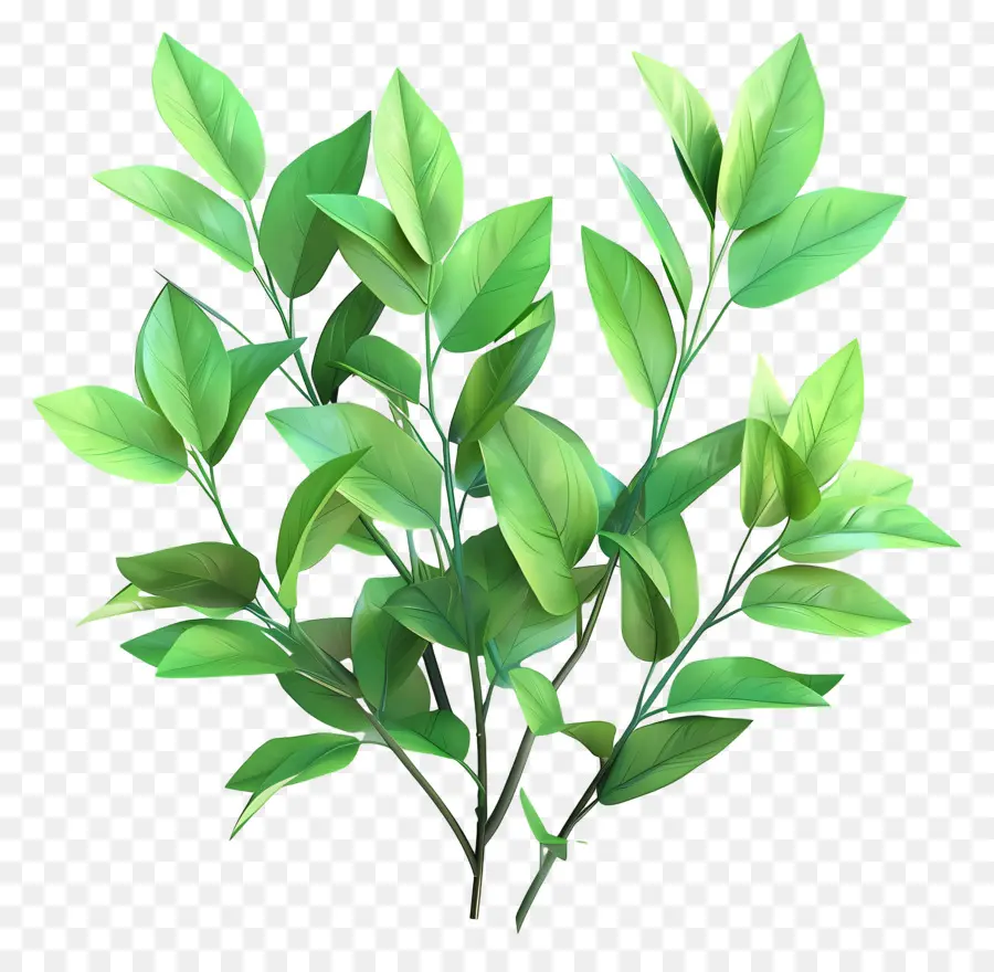 Yeşil Bitkiler，Bitki PNG