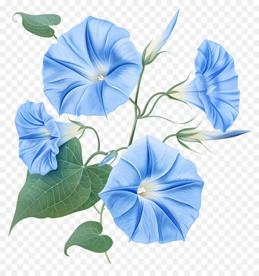 Morning Glory Çiçek，Mavi çiçekler PNG