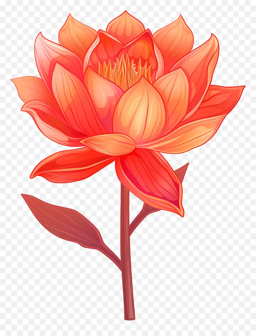 Midelerin Çiçeği，Lotus çiçeği PNG