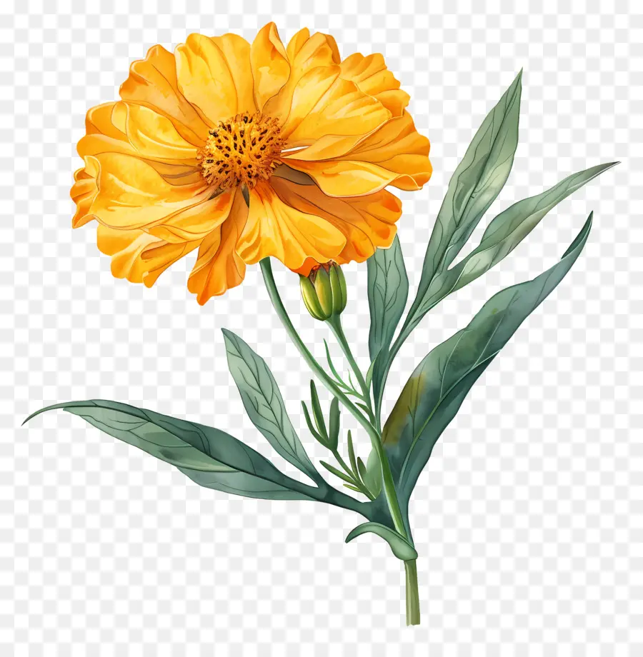 Marigold Sarı，Marigold çiçek PNG
